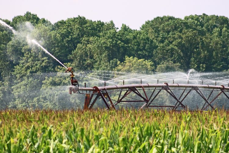 Irrigation sprinkler in a corn field.