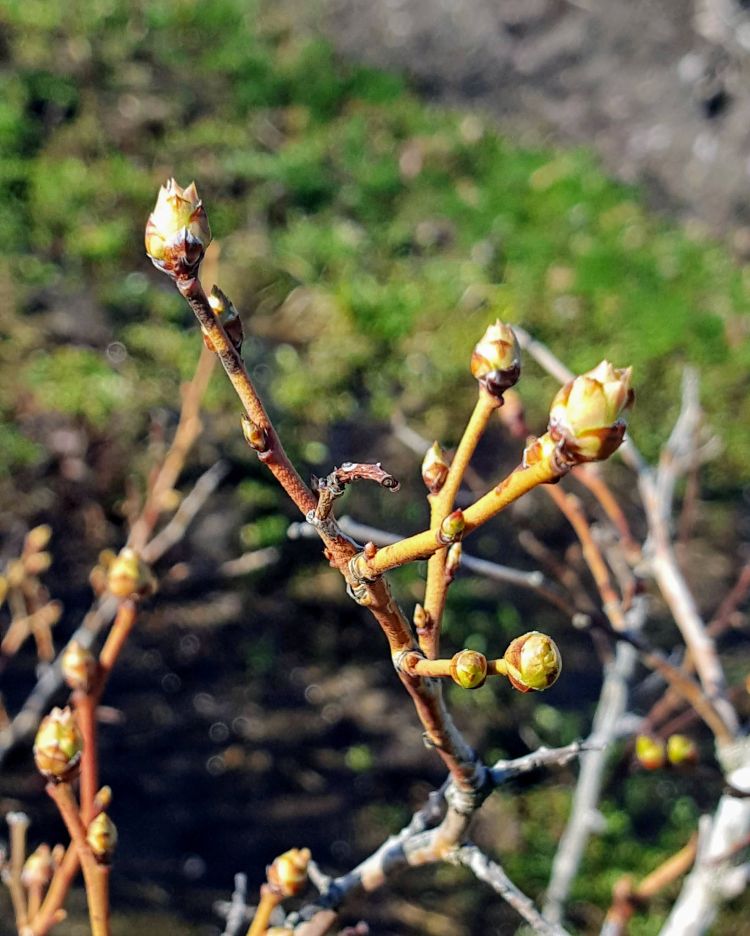 Duke blueberries are at bud burst