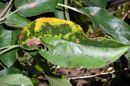  Tissue around lesions turns from green to yellow. 