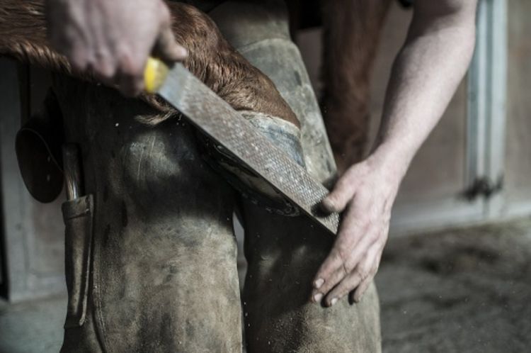 Farrier with hoof
