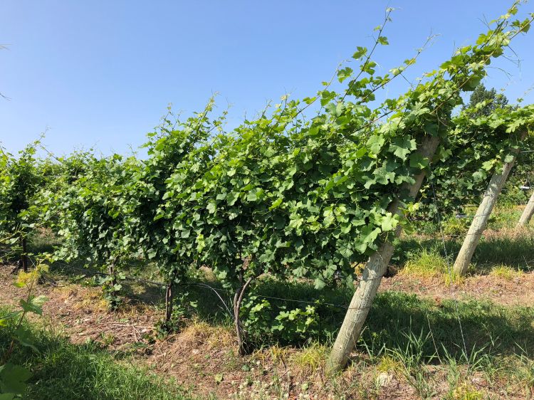 Pinot noir at buckshot stage of development with 4-6 foot shoots before mechanical leaf removal.