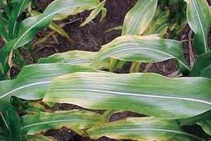Drought and potassium deficiency in corn and soybeans