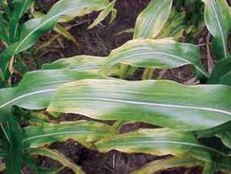 Photo 1. Potassium deficiency symptoms in corn. Photo by Iowa State University Extension.