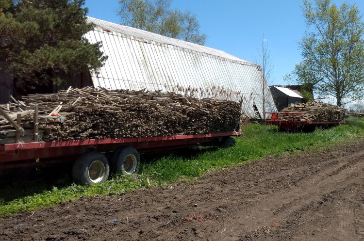 Stakes ready to go. Photo by Ben Phillips, MSU Extension.