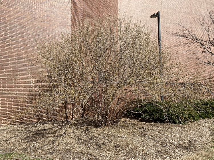 Forsythia bush