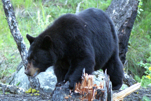 Wildlife Damage Management Series for Midwestern Farmers, Black Bear
