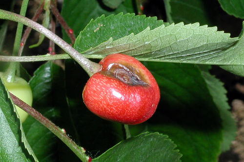  Lesions on fruit appear circular, brown and sunken. 