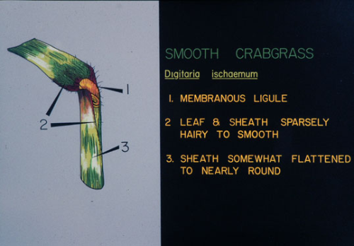  Smooth Crabgrass5.jpg 