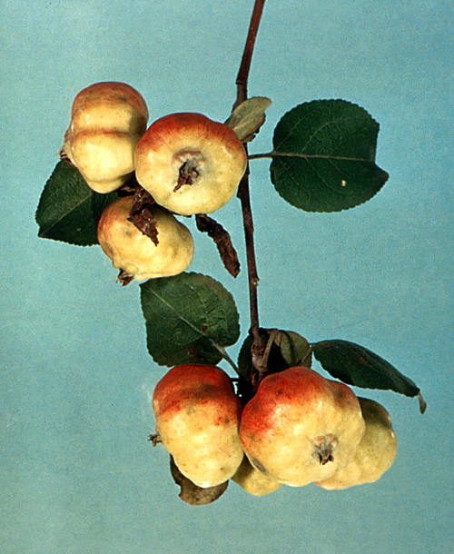  Stunted shoots produce characteristic malformations on leaves and fruit. 
