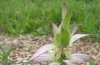 Horsemint and Spotted bee balm