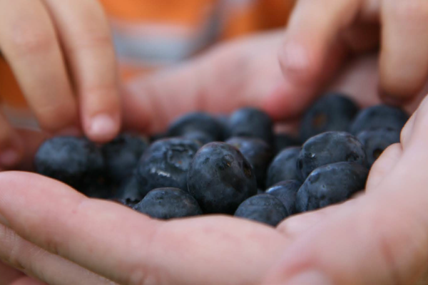 A child's hands reach for blueberries.
