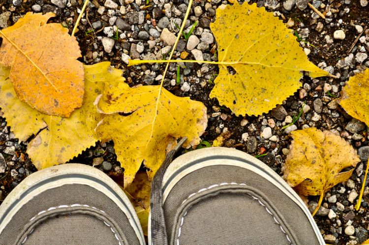 Take a walk with kids outside and help them understand how falling leaves are part of the food chain. Photo credit: ANR Communications | MSU Extension