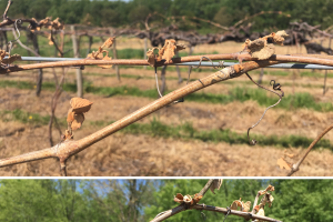 Southwest Michigan grape scouting report for May 15, 2017