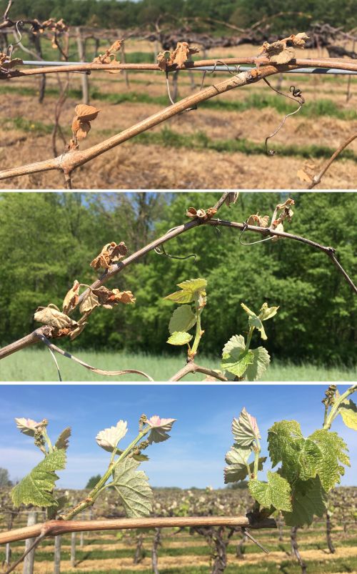 Current state of Concord vines. Top: Primary shoots killed by frost. Center: Some damaged and some healthy shoots. Bottom: Cane with all shoots still healthy. All photos by Brad Baughman.