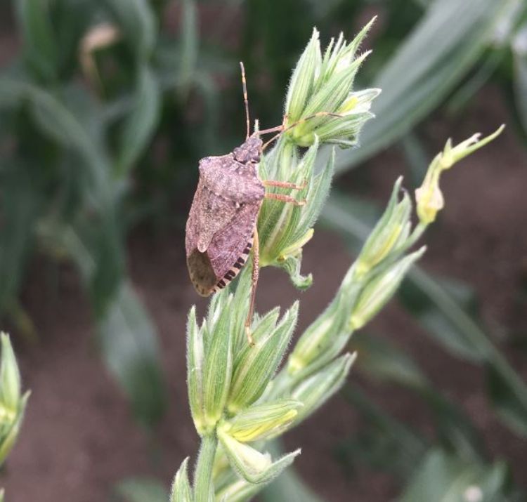 A bug on a plant