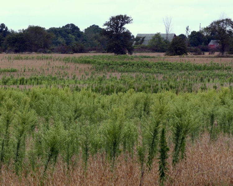 Horseweed in soybeans