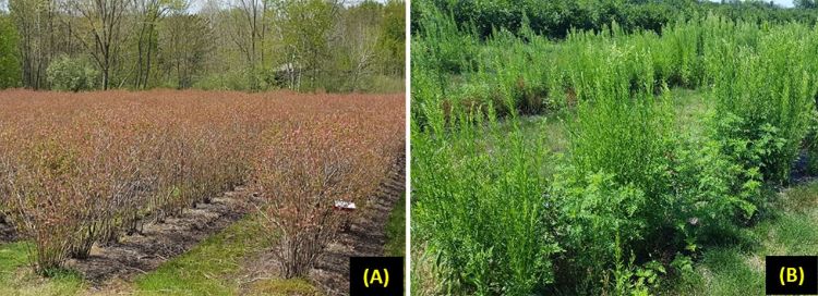 Blueberry fields with and without effective weed management