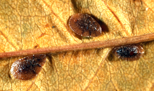  Adult female is covered by a round, waxy, grayish- to brownish-white scale. 