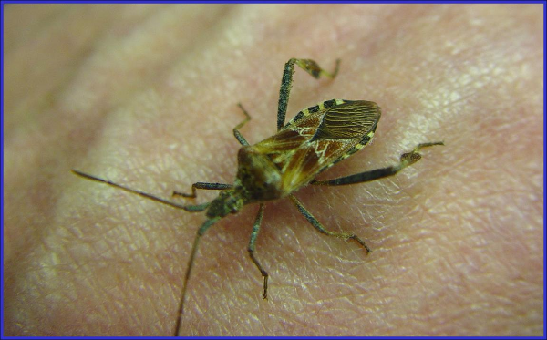 Western conifer seed bug