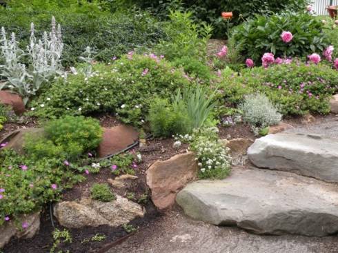 Garden showing some of the perennials available at the Tollgate Fall Plant Sale