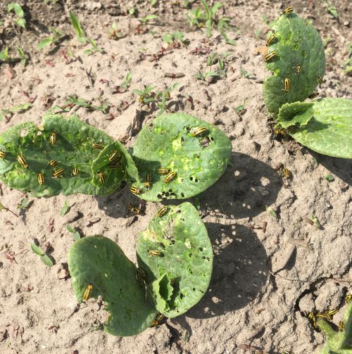 Striped cucumber beetles