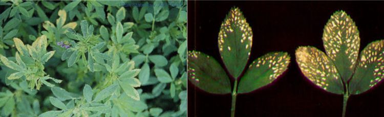 Discolored alflalfa leaves.