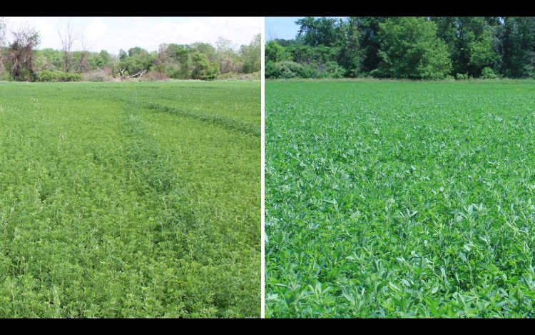 Photo 1. A sulfur-deficient alfalfa field in Michigan’s Thumb showing effects of a fertilizer application between first and second cutting. The application included 100 pounds of ammonium sulfate on this sandy loam, coarse-textured soil field. 