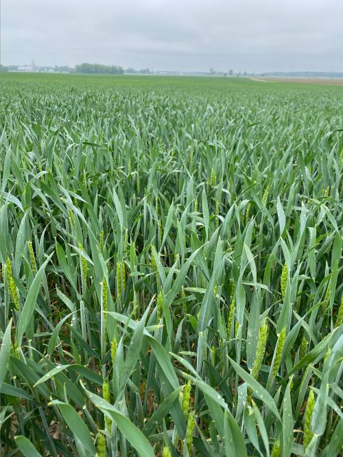 A wheat field.