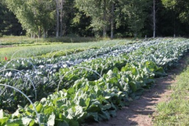 Crops at the U.P Research and Extension Center's incubator farm in Marquette, MI. Photo courtesy of Rich Pirog and Abby Harper.