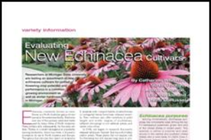Evaluating new Echinacea cultivars