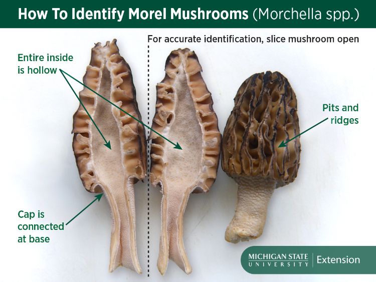 True morels are hollow inside and are attached to the mushroom stem at the base of the cap.