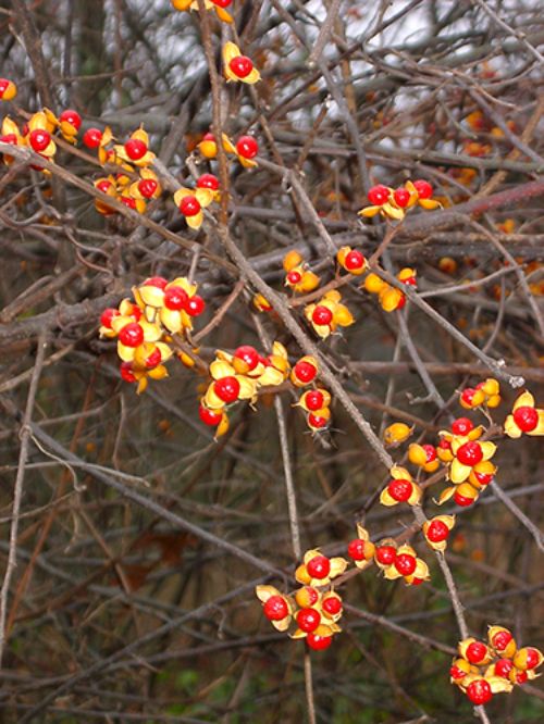 Oriental Bittersweet An Aggressive Invasive Plant Msu Extension