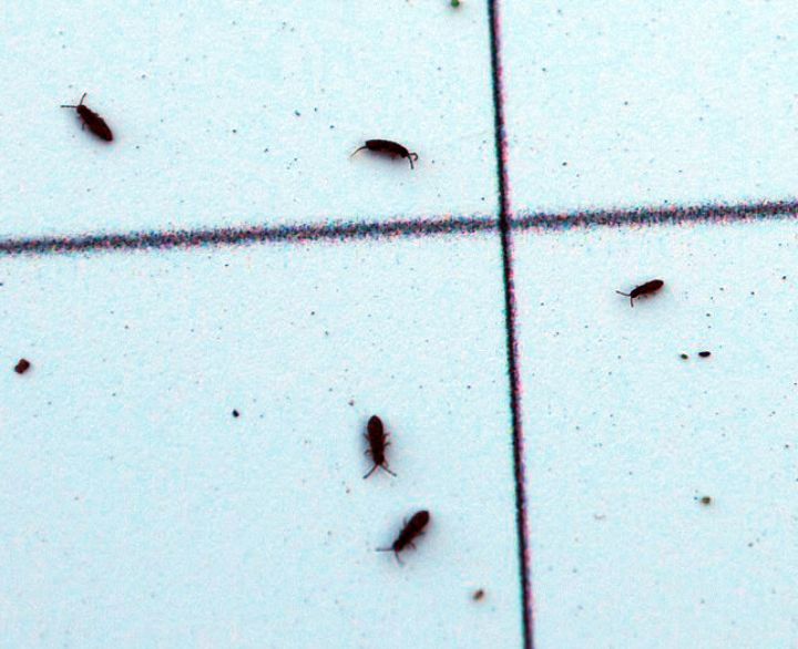 Springtails in nurseries MSU Extension