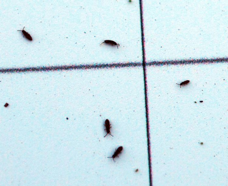 Close-up of springtails on a scouting board. Photo by Jill O'Donnell | Michigan State University Extension