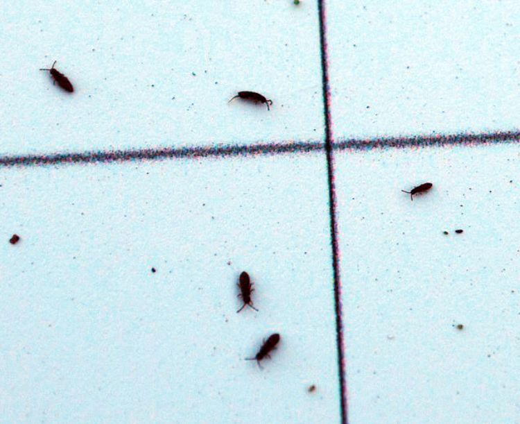 Springtail bugs new arrivals
