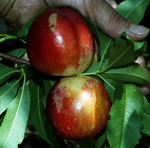 Larval and adult feeding at bloom through shuck fall causes scars on the fruit surface that expand as fruit grows. 