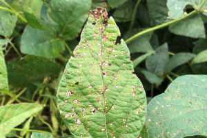 Fungicide resistance in frogeye leaf spot of soybean in Michigan