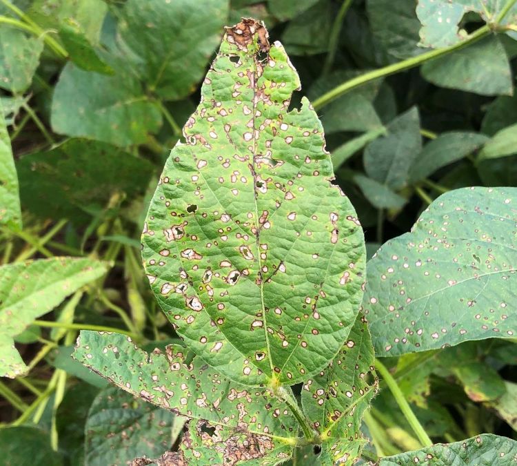 Small, dark lesions on soybean leaf.