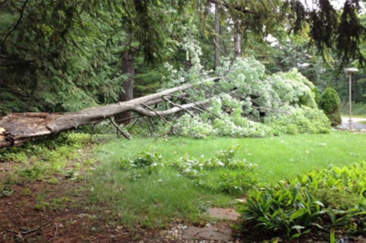 A fallen tree near a utility line.