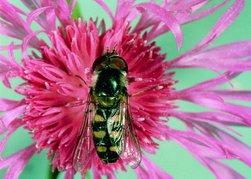  Adult is a fly that mimics the coloration of wasps. 