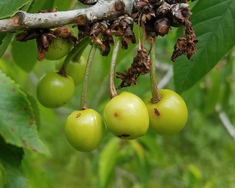 Plum curculio damage to sweet cherries