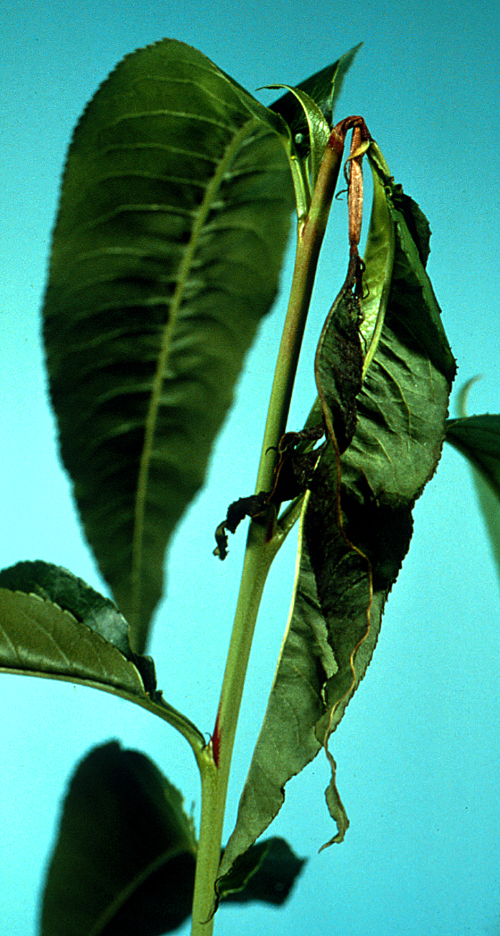 On peach, larvae feed on new terminal growth, tunneling toward the shoot base and causing it to wilt and die back (flagging). 