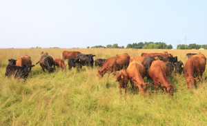 MSU hosts virtual field day on precision livestock farming