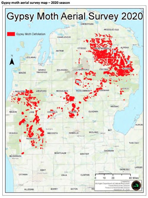 Aerial map of Michigan with red blotches in certain areas showing high Lymantria dispar populations.