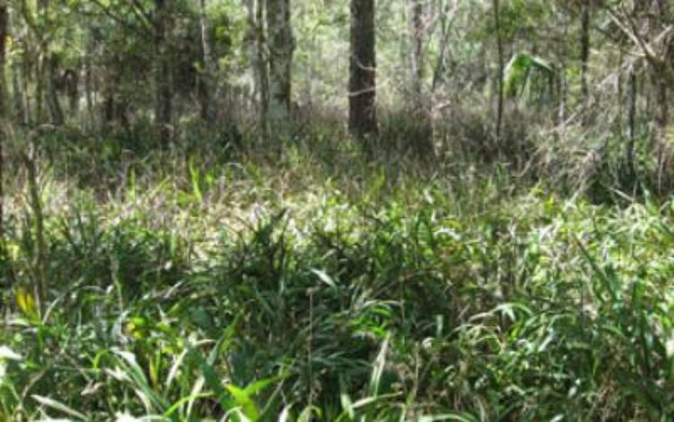 Cerulean flax lily in Highlands Hammock State Park in Florida. Photo by: Kristin Powell