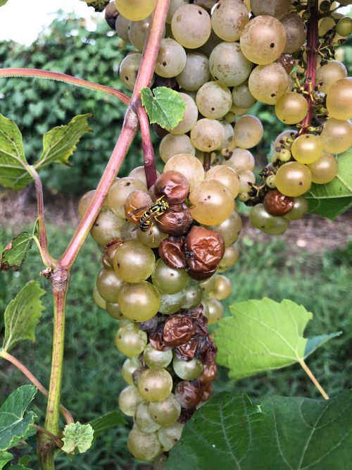 Sour rot and a wasp on grapes