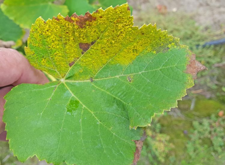 Downy mildew symptoms on upper side of leaf