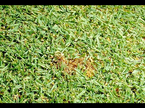 Brown grass patch from Sod Webworm 