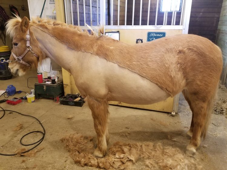 Horse hair loss : r/Horses