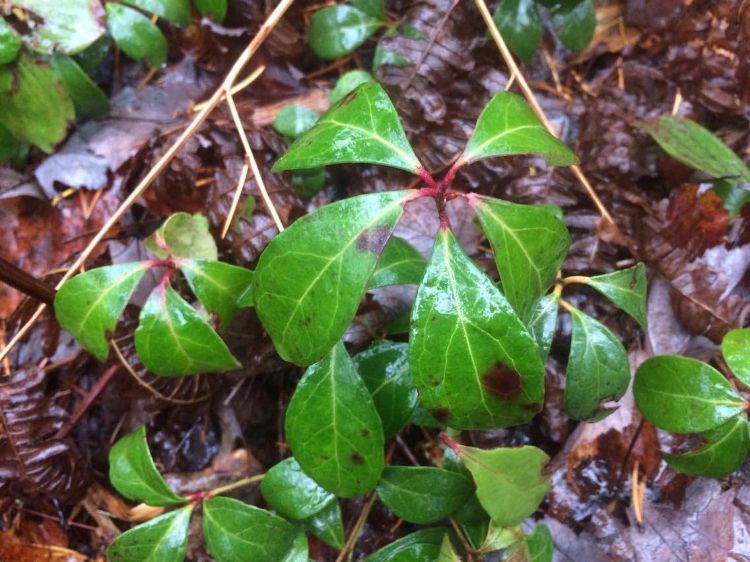 Wintergreen | Photo by Michelle Jarvie